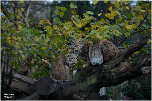 Eurasian lynx - Zoo Duisburg