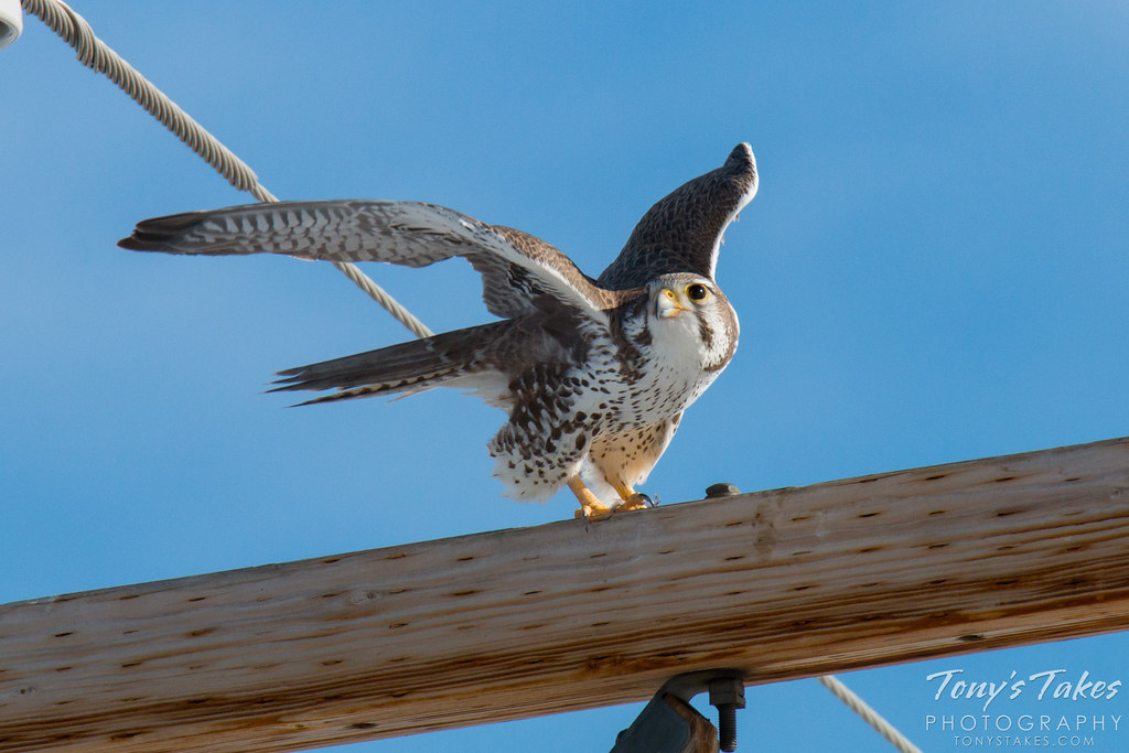 A Prairie Falcon keeps watch and gets ready to launch. (© Tony’s Takes)