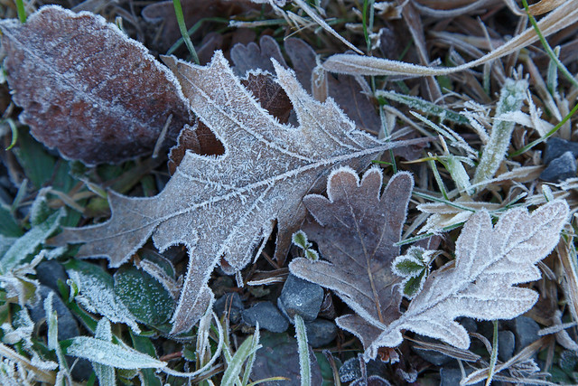 Frost at the wayside