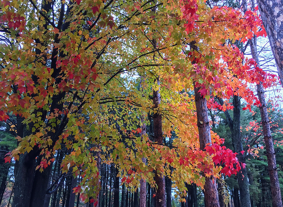 Multicolor Tree Native Chromatic forest | This multi-colored tree caught my eye on … | Flickr