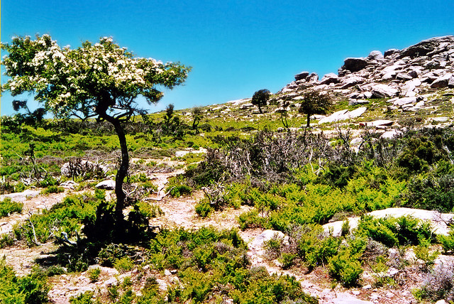 Hawthorn with white blossoms on the plateau