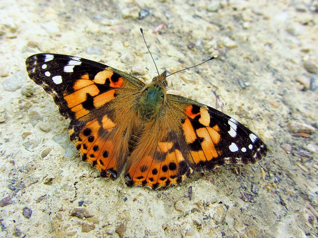 Butterfly 679