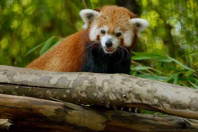 Red Panda at Knoxville Zoo #106