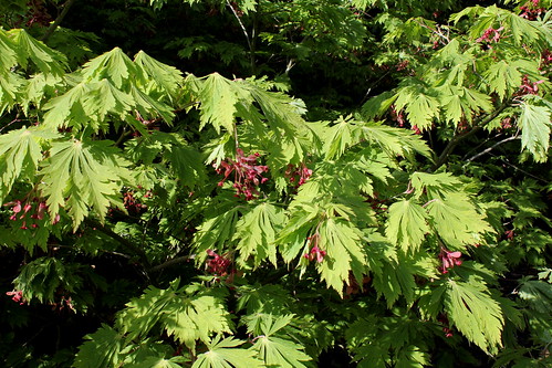 Acer japonicum 'Aconitifolium' 21908319170_9a3462837e