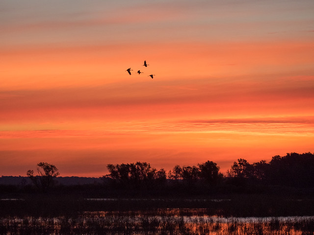 Sandhill Cranes, Sunrise