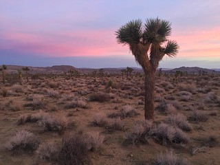 Yucca Valley sunrise