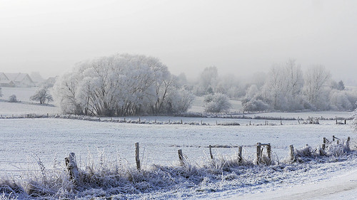 winter hoar rime hoarfrost fence meadow trees peaceful