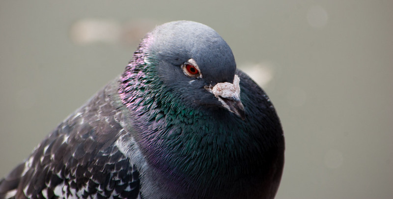 Pigeon portrait