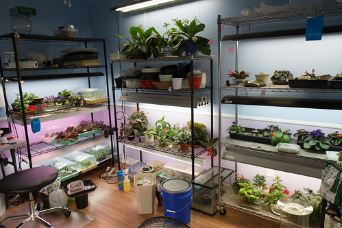 Plant Stands as of November 1, 2015 | by khufram
