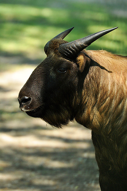 Budorcas taxicolor t. - Mishmi Takin