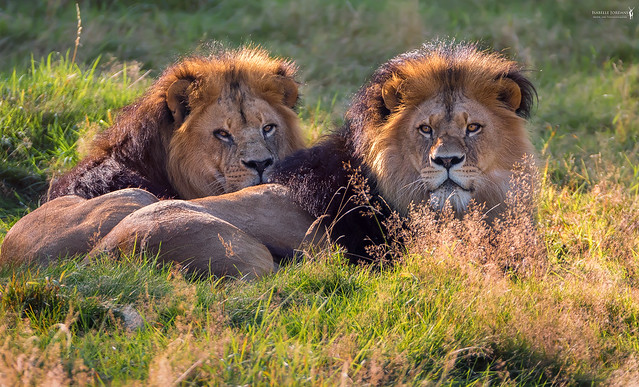 The king and his brother | LÃ¶we - lion ( Panthera leo )