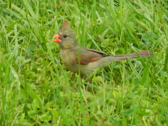Bird Female Cardinal