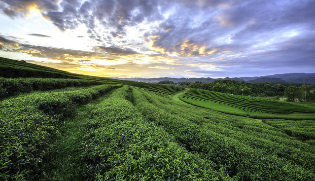 Sunset view of tea plantation