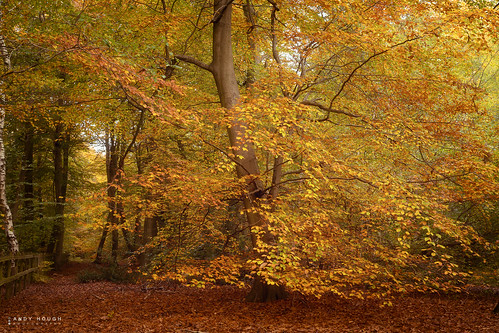 wood autumn trees england fall leaves woodland season golden unitedkingdom sony seasonal gb autumnal southoxfordshire goringheath a99 sonyalpha andyhough slta99v andyhoughphotography sonyzeiss2470f28zassm birchencopse