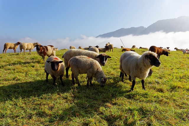Tavannes troupeau de moutons