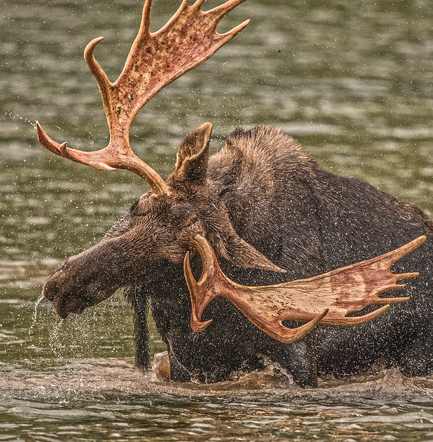 glacier moose ps 2016-2651