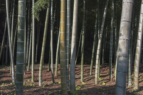 bamboo stalks stand shadows autumn fallenleaves unescoworldheritage saihoji rinzaizenbuddhisttemple mosstemple kokedera kyoto japan culture travel