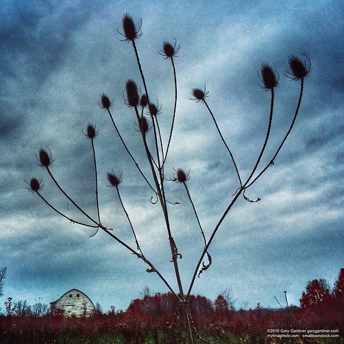 Winter thistles at the barn.  #farm . . . . #uptownwesterville #farmersmarket #westerville #wvloh #braunfarm #ohiopix #ohio #everydayohio #midwest #midwestlove #everydayusa #instagoodmyphoto #igersofcolumbus #ohioadventures #ohioexplored #apad | by Gary Gardiner - Photographer