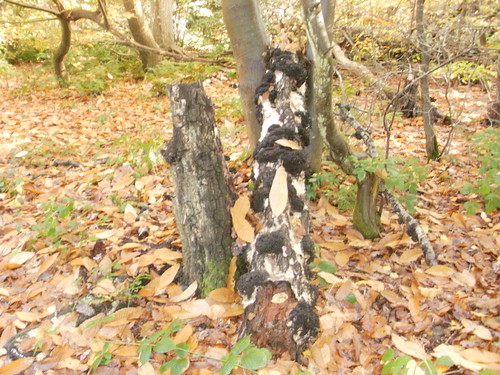Tree in Banstead Wood OLYMPUS DIGITAL CAMERA 