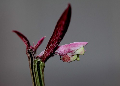 Euphorbia neorubella (= Monadenium montanum ssp. rubellum) 22209351943_3bfc23c1a6
