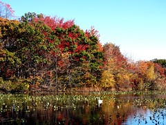Mill Pond Park -- Autumn (24)