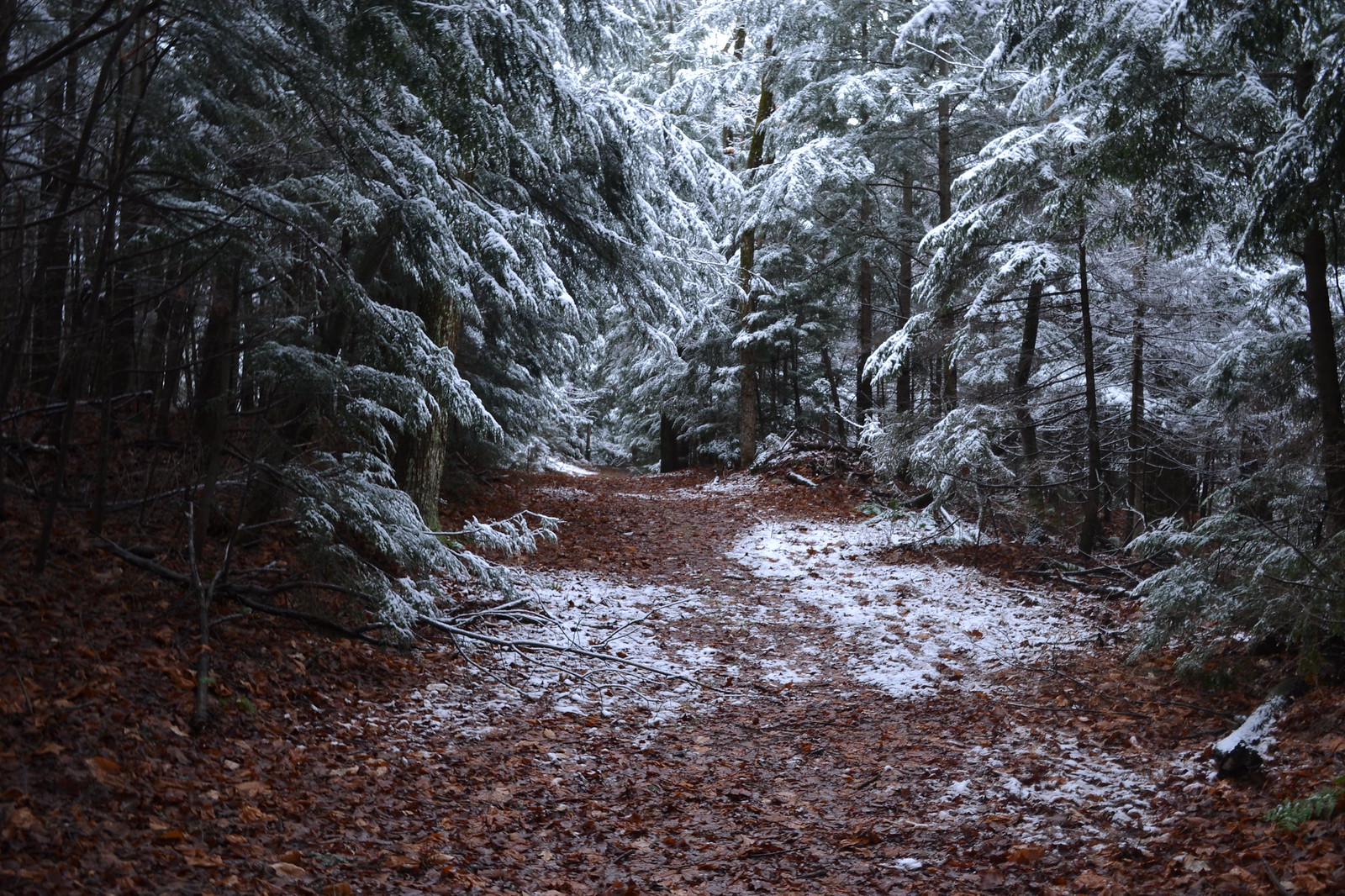 Balade en forêt après la première neige - Into the woods afer the first snowfall