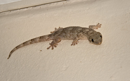 southafrica reptile lizard wahlbergsvelvetgeckohomopholiswalbergii russellscottimages