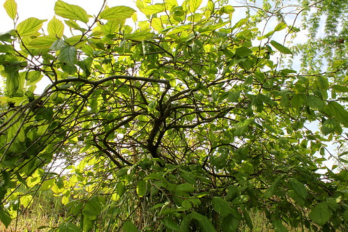 Parrotia persica - arbre de fer 21970009526_6481924f3b