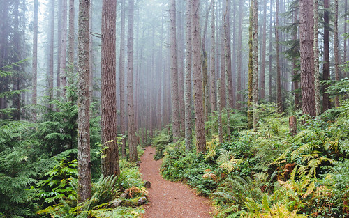 trail nature trees forest fog path foggy pacificnorthwest canoneos5dmarkiii sigma35mmf14dghsmart washington wallpaper background