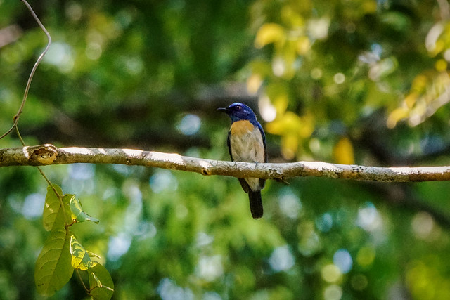 Malaysian Blue-flycatcher
