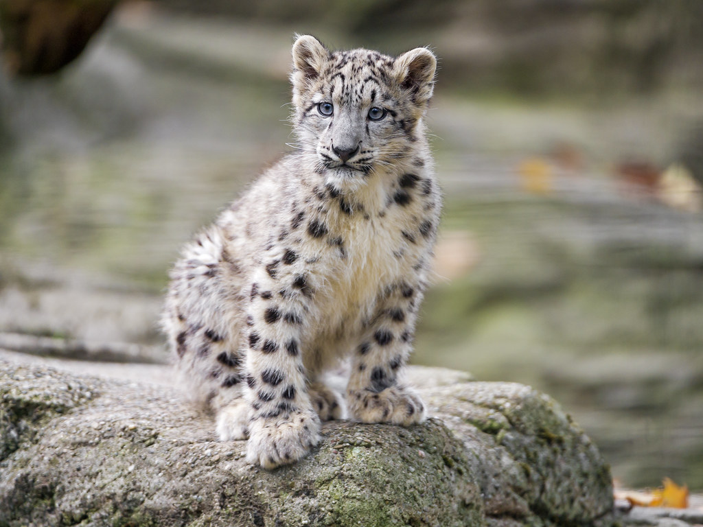 Snow leopard cub proudly posing on the stone