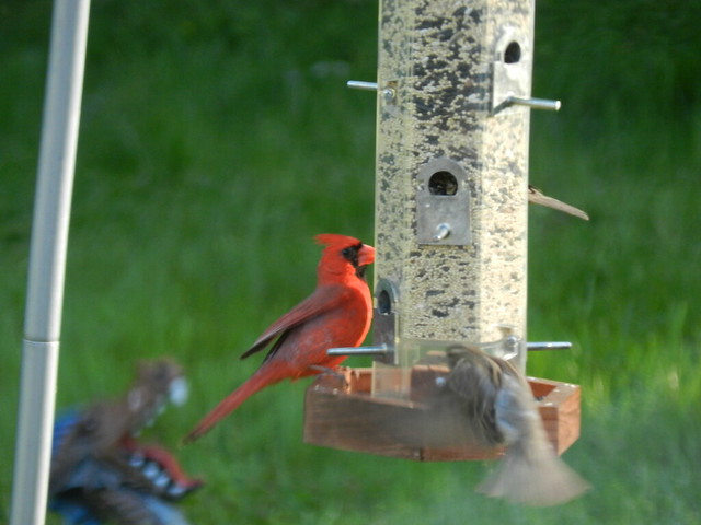 Bird Cardinal