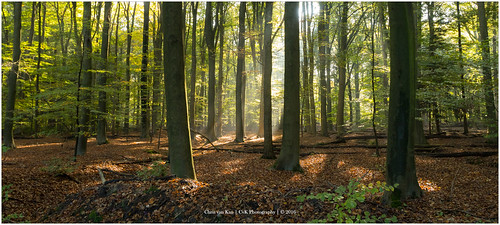 autumn autumncolors canon color cvk europe fall forrest landscape nature netherlands outdoor overijssel sun sunray twente enschede nederland nl chrisvankan ngc theroom cvkphotography