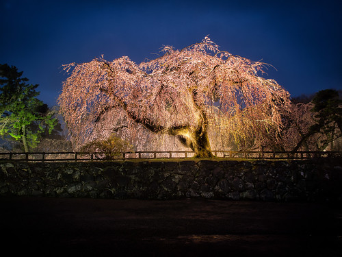 old travel light tree japan wall fence cherry asia blossom stones illumination jp bluehour hirosaki aomoriken hirosakishi