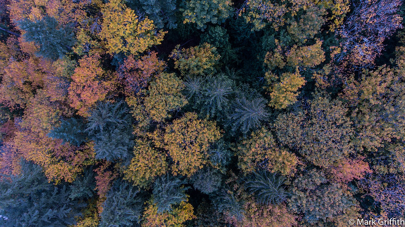 PNW Fall