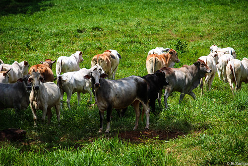 nature field animal landscape photography costarica cattle atenas balsa ganado potrero grassland sl1 x7 utn 100d efs55250mm eos100d ecag kissx7 eoskissx7 eosrebelsl1 jczuniga atenasatenascostarica