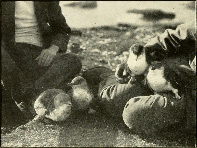 Image from page 201 of "The Emu : official organ of the Australasian Ornithologists' Union" (1901)
