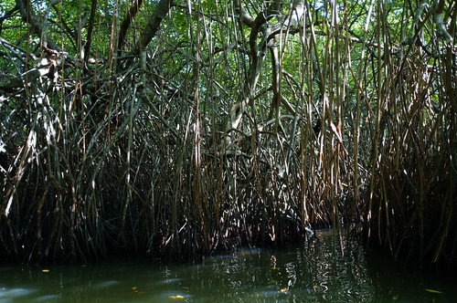 asia mangrove srilanka lk azië x100 ශ්‍රීලංකාව balapitiya இலங்கை southernprovince fujifilmx100 inklaar:see=all බලපිටිය
