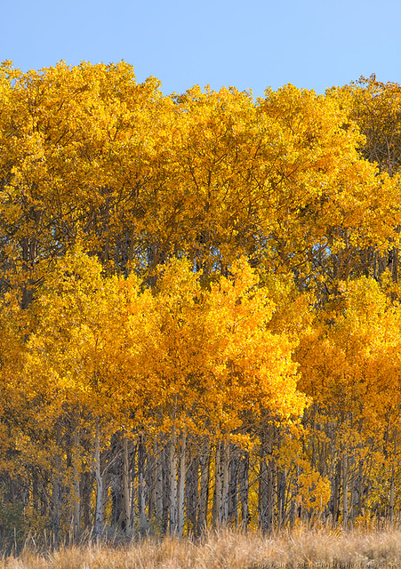 Aspens and Fall Colors #7