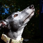 Greyhound Adventures at Minuteman Park, Lincoln MA, Oct 18th 2015