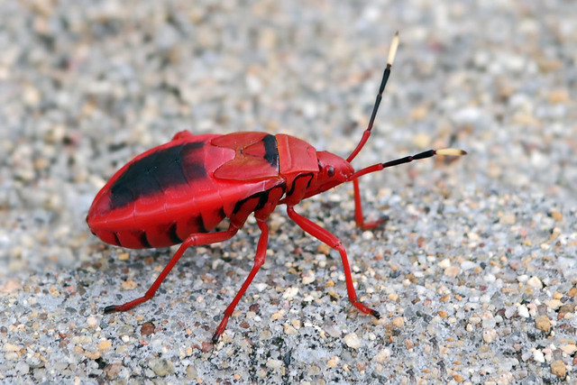 Red silk-cotton bug (Nymph)