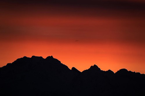 The #bird in #hot #Sunset #colors #naturephotography #alps #alpsmaritime #wildlife #instanature #fujixt2 #fuji100400 by maxpina, instagramapp square squareformat iphoneography uploaded:by=instagram