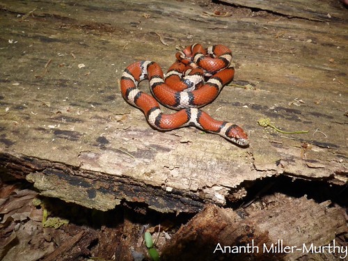Red milk snake | by Ananth Miller-Murthy