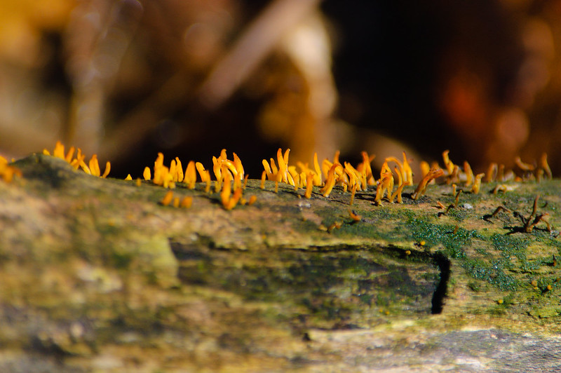 Small stagshorn rising