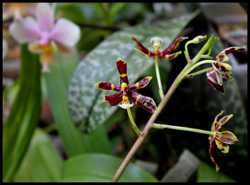Phalaenopsis mannii Black 21277328826_1ea7d42ef0