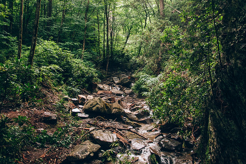 trees wild mountains tree green nature water creek forest river landscape woods colorful stream outdoor hiking tennessee rocky retro foliage trail brook naturalbeauty appalachia smokymountains greatsmokymountainsnationalpark alumcavetrail vsco