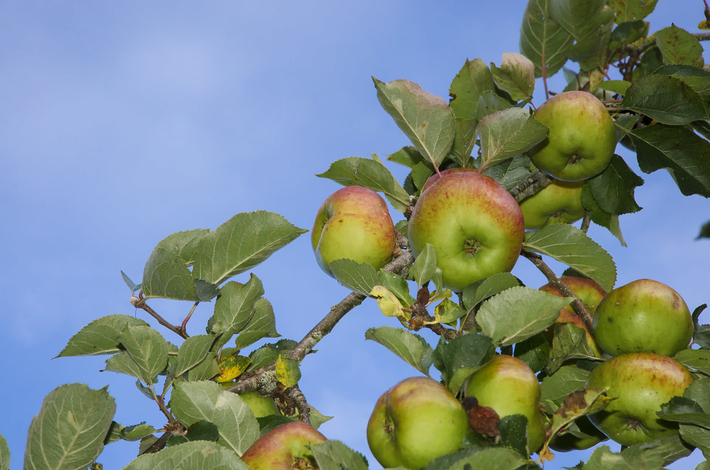 365day297 | Day 297 How Do You Like Them Apples? A huge load… | Flickr