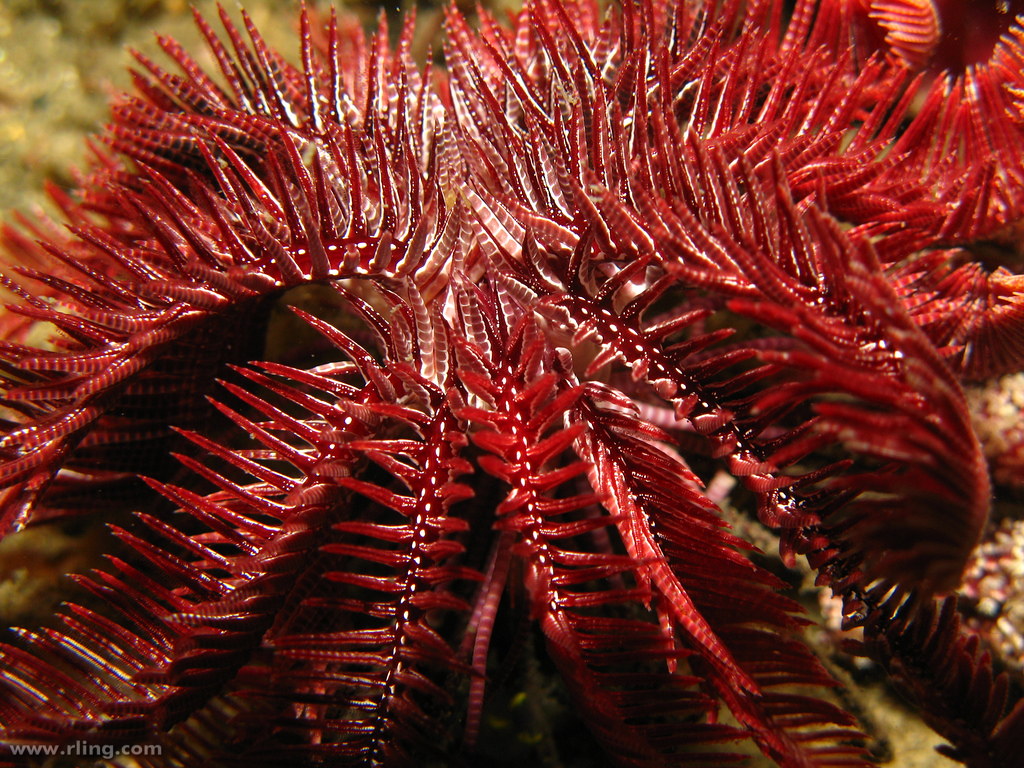 Passion Flower Feather Star