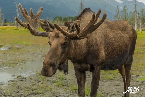 Moose, Alaska Wildlife Conservation Center