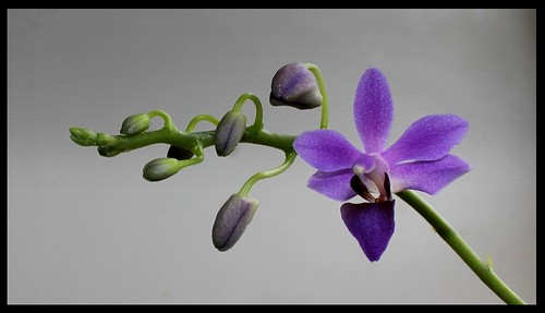Doritaenopsis 'Purple Gem' f. caerulea  21293096042_9451d8ee98